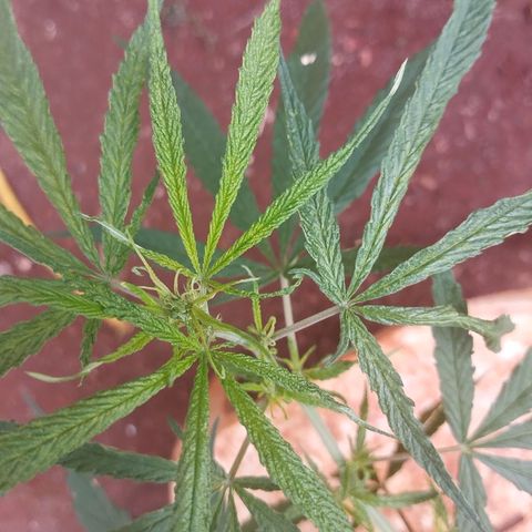 LST e Poda Top growlog photo: budclips e sinais de overfert 