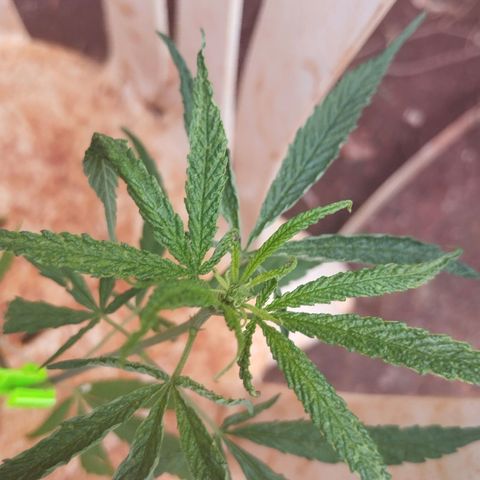 LST e Poda Top growlog photo: budclips e sinais de overfert 