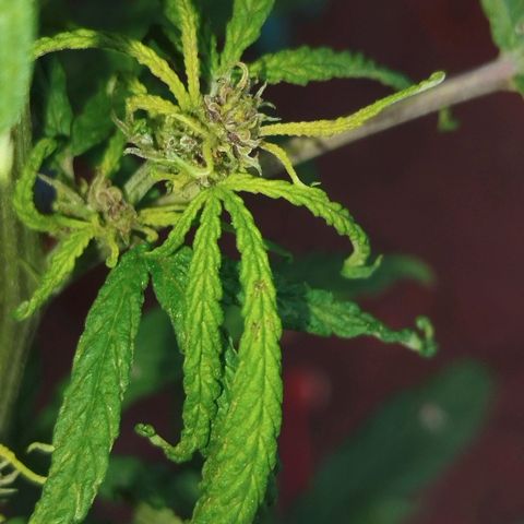 LST e Poda Top growlog timeline photo