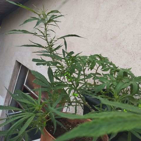 LST e Poda Top growlog timeline photo