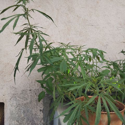 LST e Poda Top growlog timeline photo