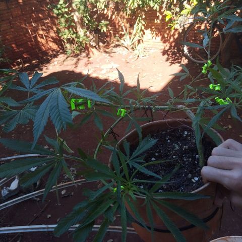 LST e Poda Top growlog photo: budclips e sinais de overfert 