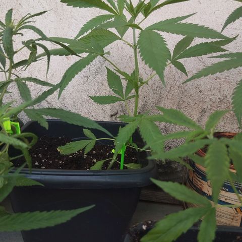 sativa growlog timeline photo
