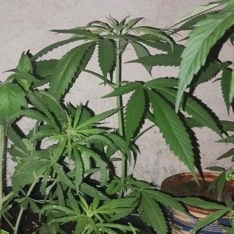 sativa growlog timeline photo