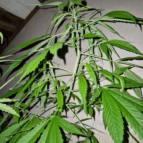 sativa growlog timeline photo
