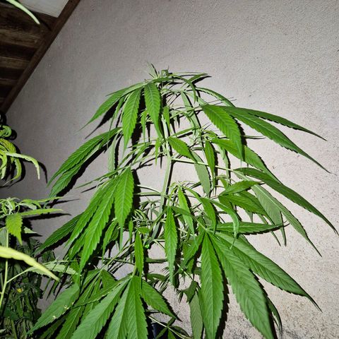 sativa growlog timeline photo
