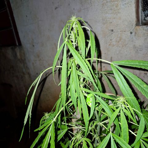 sativa growlog timeline photo