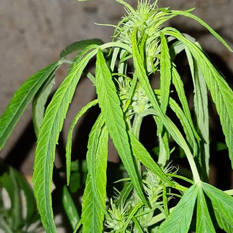 sativa growlog timeline photo