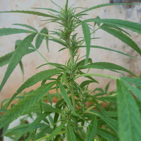 sativa growlog timeline photo