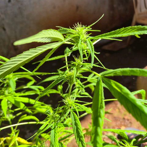 sativa growlog timeline photo