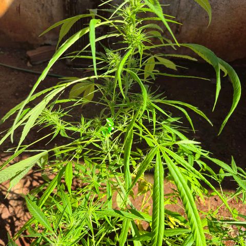 sativa growlog timeline photo