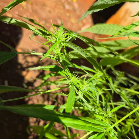 sativa growlog timeline photo