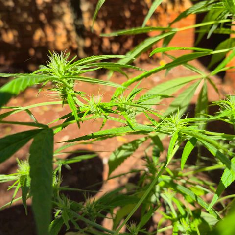 sativa growlog timeline photo