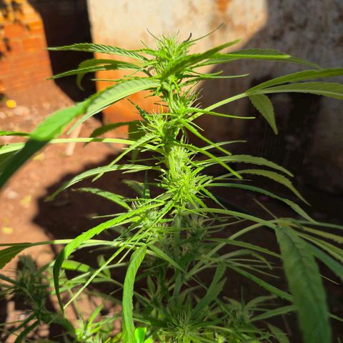 sativa growlog timeline photo