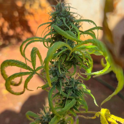 Prenseed/ Poda Fim growlog timeline photo