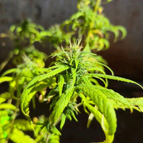 Prenseed/ Poda Fim growlog timeline photo