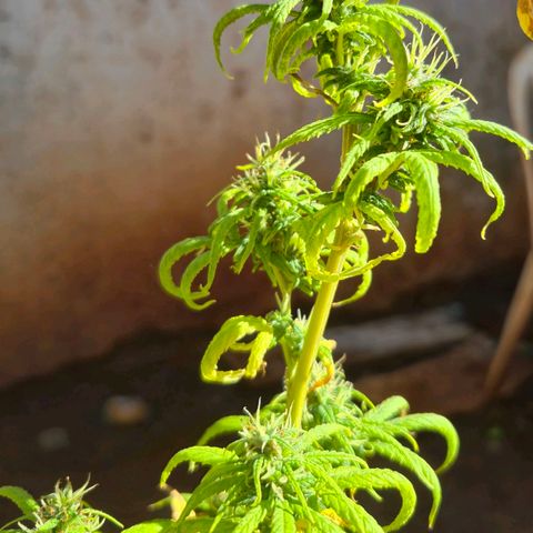 Prenseed/ Poda Fim growlog timeline photo