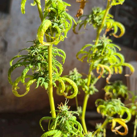 Prenseed/ Poda Fim growlog timeline photo