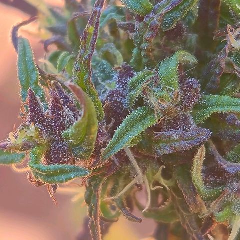 LST e Poda Top growlog timeline photo