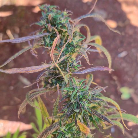 LST e Poda Top growlog timeline photo