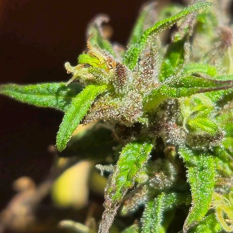 LST e Poda Top growlog timeline photo