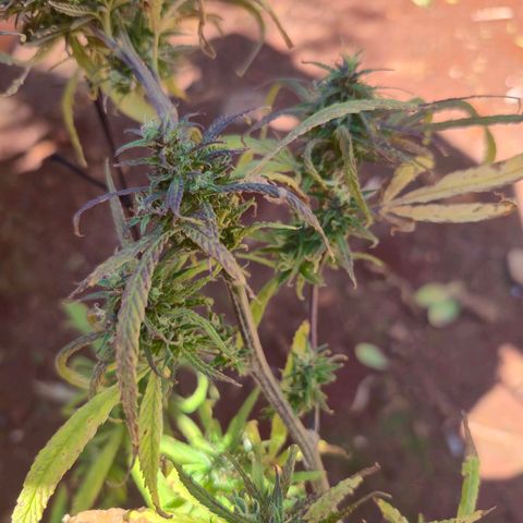 LST e Poda Top growlog timeline photo