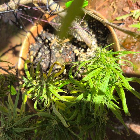 LST e Poda Top growlog timeline photo