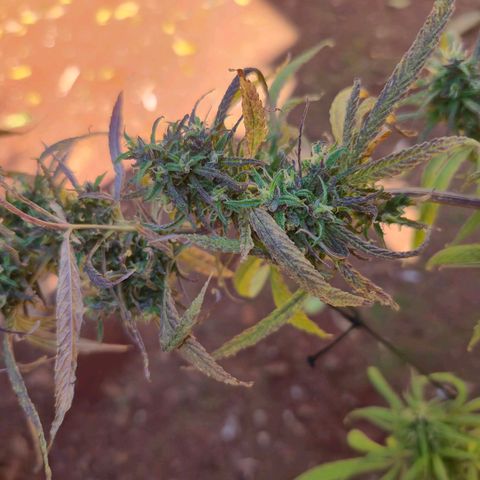 LST e Poda Top growlog timeline photo