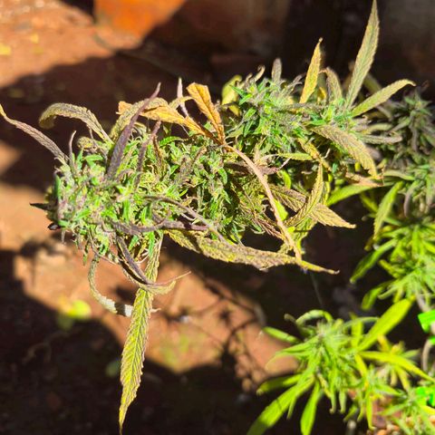 LST e Poda Top growlog timeline photo