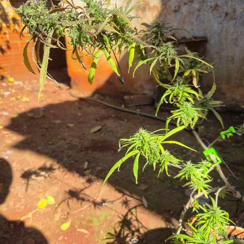 LST e Poda Top growlog timeline photo