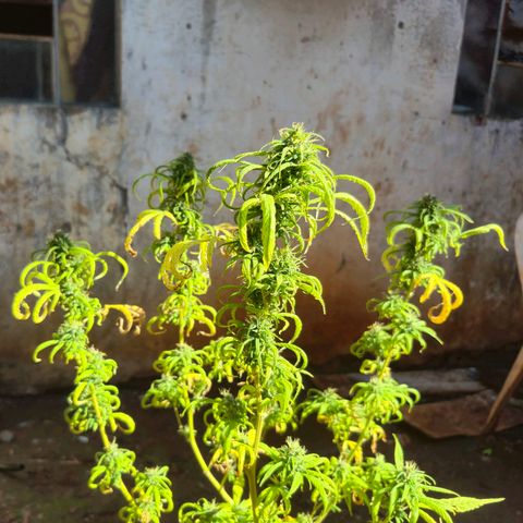 Prenseed/ Poda Fim growlog timeline photo