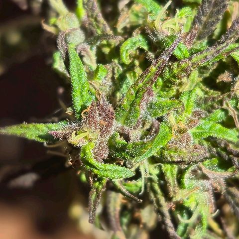LST e Poda Top growlog timeline photo