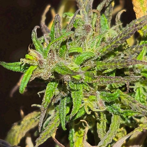 LST e Poda Top growlog timeline photo
