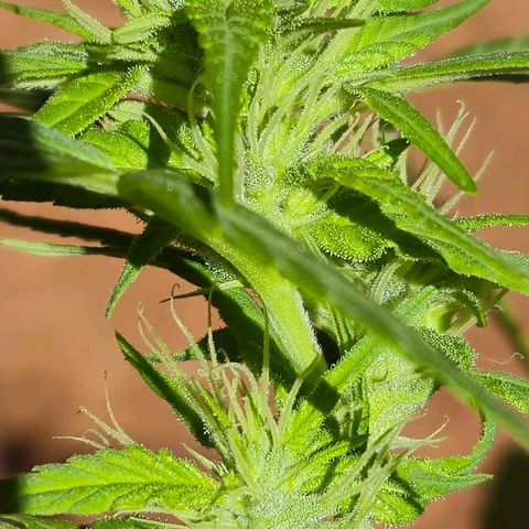 sativa growlog timeline photo
