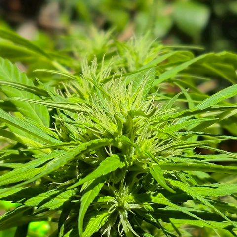 sativa growlog timeline photo