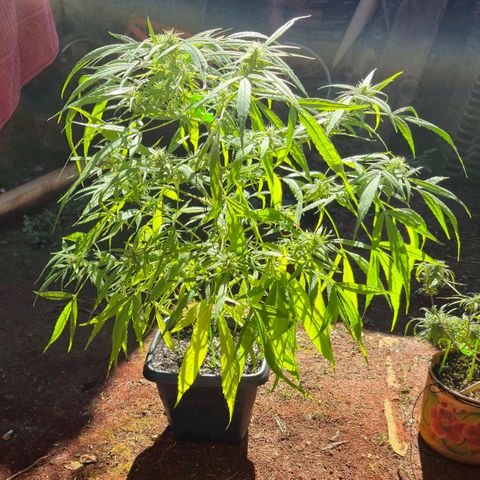 sativa growlog timeline photo