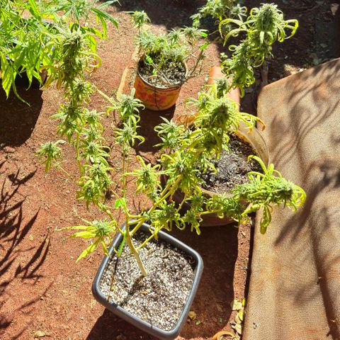 Prenseed/ Poda Fim growlog timeline photo