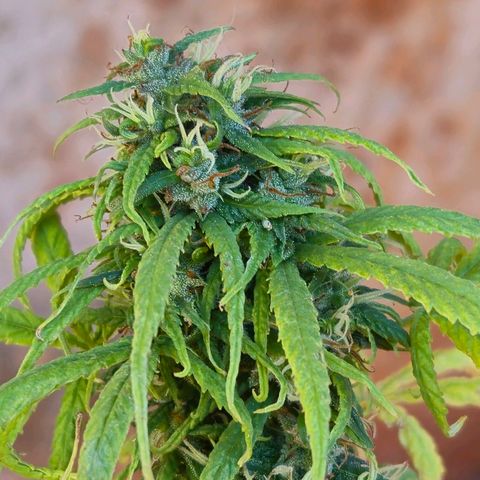 Prenseed/ Poda Fim growlog timeline photo