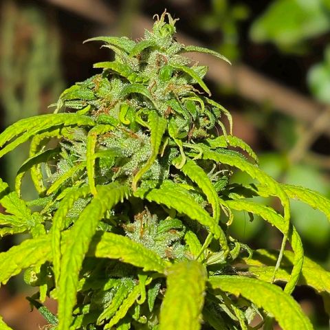 Prenseed/ Poda Fim growlog timeline photo