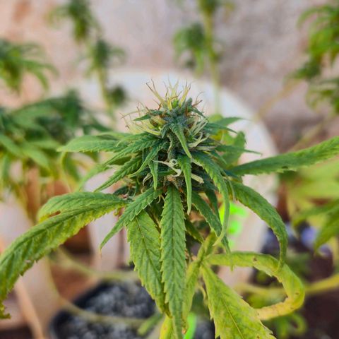 Prenseed/ Poda Fim growlog timeline photo