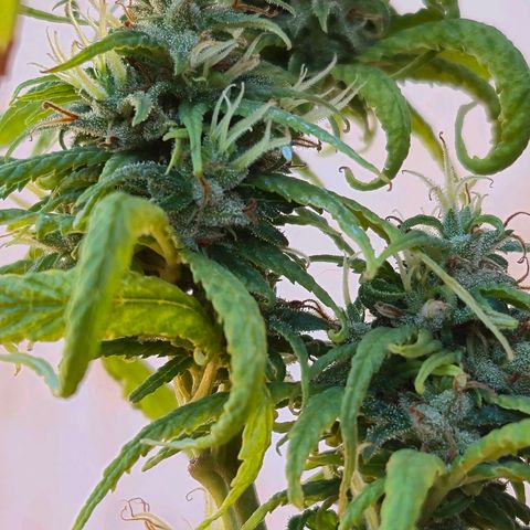 Prenseed/ Poda Fim growlog timeline photo
