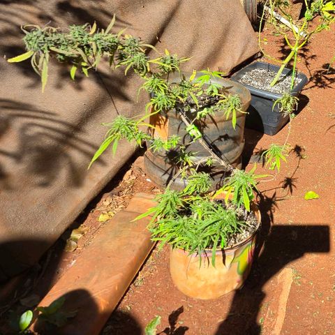 LST e Poda Top growlog timeline photo