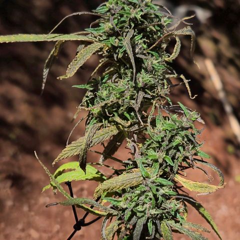 LST e Poda Top growlog timeline photo