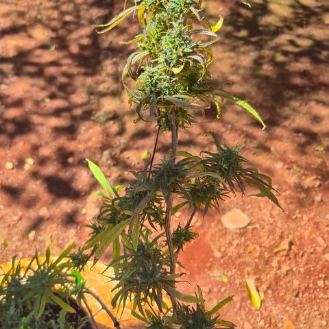 LST e Poda Top growlog timeline photo