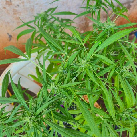 sativa growlog timeline photo