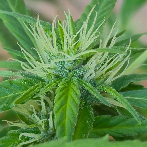 sativa growlog timeline photo