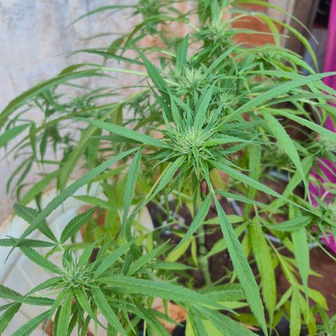 sativa growlog timeline photo