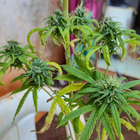 Prenseed/ Poda Fim growlog timeline photo