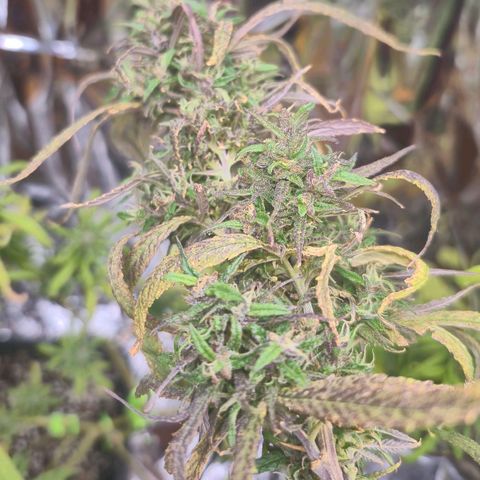 LST e Poda Top growlog timeline photo