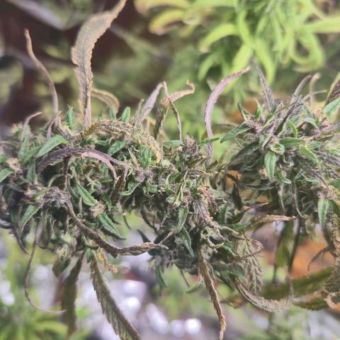LST e Poda Top growlog timeline photo